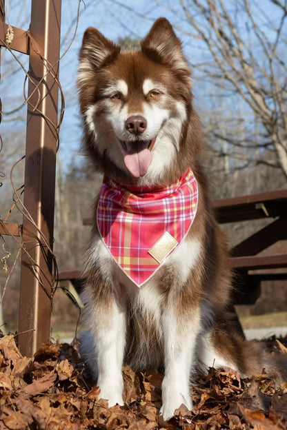 Wine Plaid Dog Bandana-1